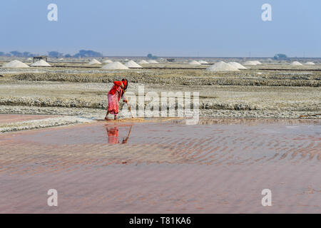 Sambhar, India - February 04, 2019: Indian workers harvesting salt on Sambhar Salt Lake at morning. Rajasthan Stock Photo