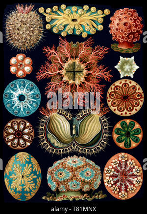 Ernst Haeckel, Ascidiacea, Sea Squirts Stock Photo