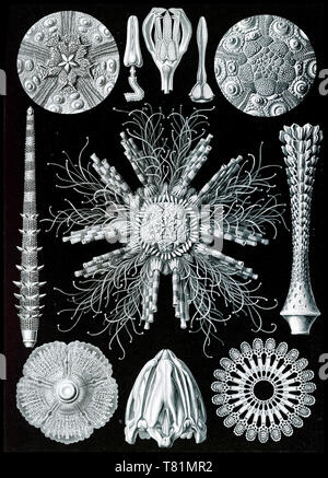 Ernst Haeckel, Echinoidea, Sea Urchins and Sand Dollars Stock Photo