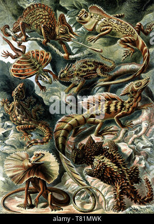 Ernst Haeckel, Lacertilia, Corytophanidae Lizards Stock Photo