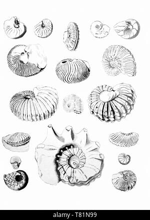 Cretaceous Ammonites Stock Photo