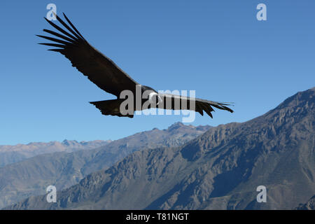 Andean condor soaring above canyon of Colca in Peru, South America - stock photo Stock Photo