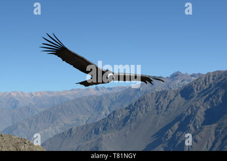 Andean condor soaring above canyon of Colca in Peru, South America - stock photo Stock Photo