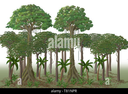 Rainforest Layers, Illustration Stock Photo - Alamy