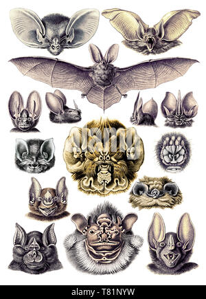 Ernst Haeckel, Chiroptera, Bats Stock Photo