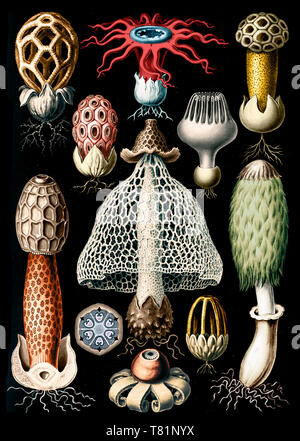 Ernst Haeckel, Basidiomycota, Stinkhorn Mushrooms Stock Photo