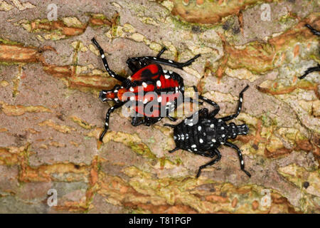 Spotted Lanternfly Nymphs Stock Photo