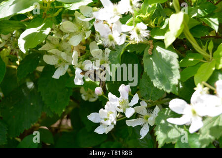 Closeup of a bumblebee on a black berry flower Stock Photo