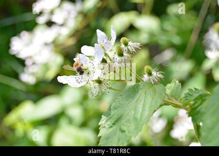 Closeup of a honey bee on a blackberry flower Stock Photo