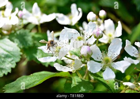 Closeup of a honey bee on a blackberry flower Stock Photo
