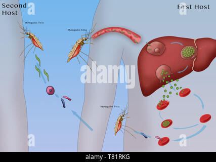 An illustration of the life cycle of the malaria parasite ...