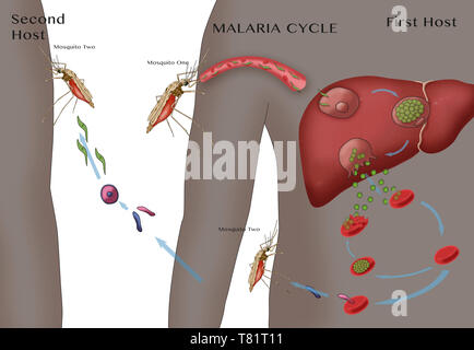 Malaria Cycle, Illustration Stock Photo