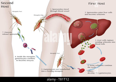 Malaria Cycle, Illustration Stock Photo