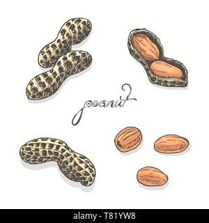 Isolated peanuts on a white background. Vector illustration for your design Stock Vector