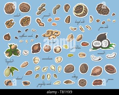 Big collection of colored label nuts and seeds on white background. Vector illustration for your design Stock Vector