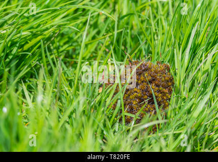 Large moss ball laying in grass on the ground in Spring. Stock Photo