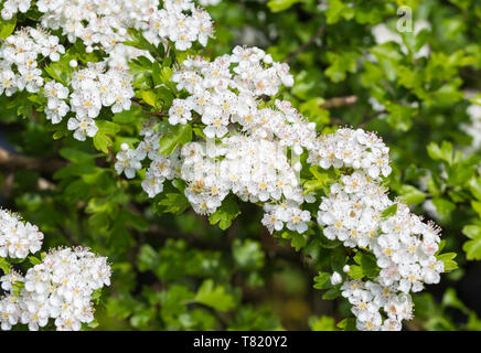 White flowers from Common Hawthorn tree (Crataegus monogyna), AKA Quickthorn, Whitethorn, Hawberry in Spring (May) in West Sussex, UK. Stock Photo