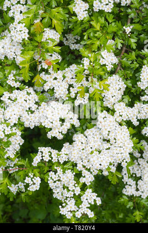 Common Hawthorn tree (Crataegus monogyna), AKA Quickthorn, Thornapple, May-tree, Whitethorn, Hawberry in Spring (May) in West Sussex, UK. Stock Photo