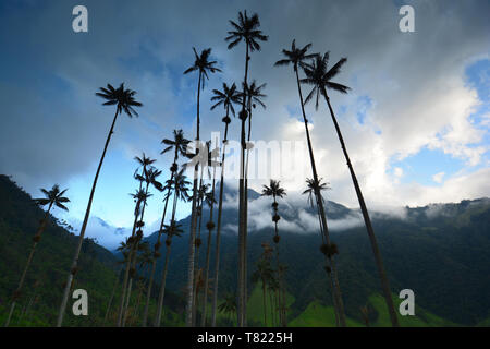 Dramatic landscape with Quindio wax palm trees (Ceroxylon quindiuense), Colombia's national tree in the Cocora valley,  Colombia Stock Photo