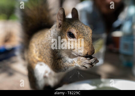 cute squirrel in de waal park cape town south africa Stock Photo