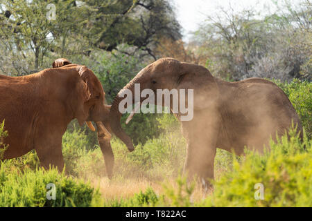 different colored elefants fighting in samburu kenia Stock Photo