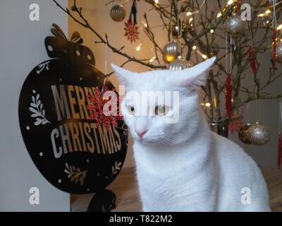 christmas 2020 cat portrait Stock Photo