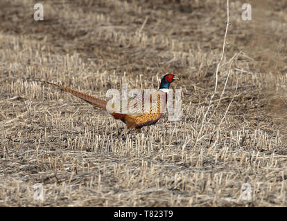 Ring-necked Pheasant March 22nd, 2019 Near Corson, SD Stock Photo