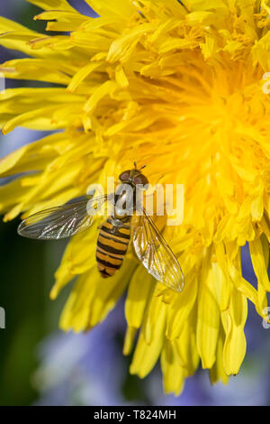 Hoverfly "Syrphidae" on a Dandelion flower, England, UK Stock Photo