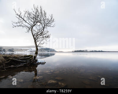 A lone tree on a cloudy sunrise at Malham Tarn in the Yorkshire Dales National Park. Stock Photo