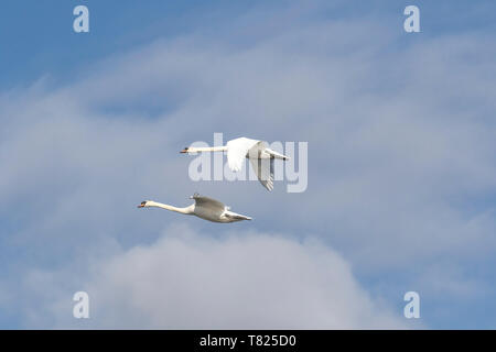 Mute Swans (Cygnus olor) in flight. Stock Photo