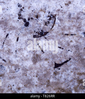 sewer iron hatch covered with polluted snow. background, seasonal Stock Photo