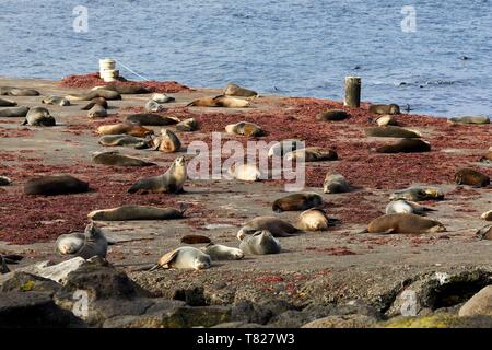 France, Indian Ocean, French Southern and Antarctic Lands, Amsterdam island, Subantarctic fur seal (Arctocephalus tropicalis) Stock Photo