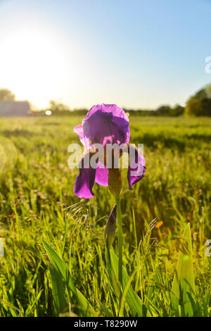 Spring time wild Iris Stock Photo