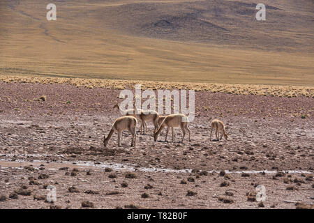 Vicuñas grazing on the altiplano, Atacama Desert, Chile Stock Photo