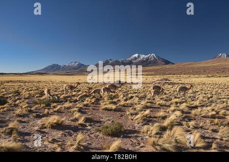 Vicuñas grazing on the altiplano, Atacama Desert, Chile Stock Photo