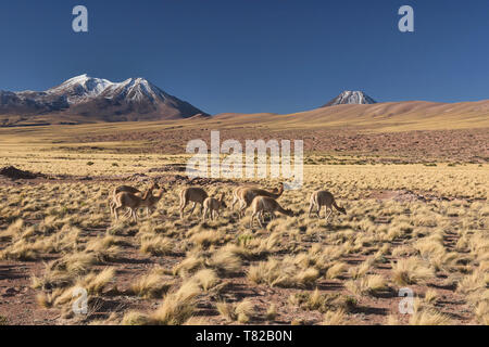 Vicuñas grazing on the altiplano, Atacama Desert, Chile Stock Photo