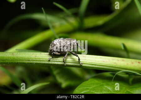 Elephant Weevil 'Orthorhinus cylindrirostris' Stock Photo