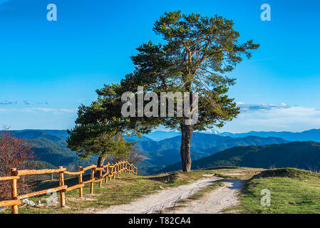 Rural scene with lonely tree near road high in the mountain Stock Photo