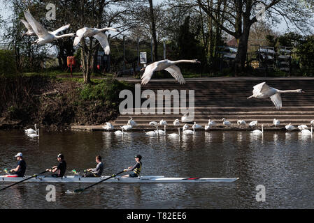 Worcester, Worcestershire, UK. 12th April 2019. Swans gather on the River Severn near to Worcester Cathedral. Pictured:  Swans fly past rowers Stock Photo