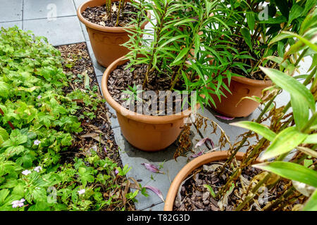 Lilium oriental pot, Oriental lilies garden, Oriental lily in pots Stock Photo