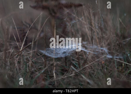 Spinnennetz im morgendlichen Dämmerungslicht im dürren Gras Stock Photo