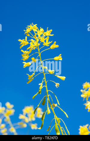 Wild Woad Yellow flowers of Woad plant Brassicaceae Isatis tinctoria blooming in ...
