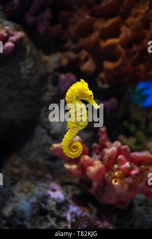 Sea horse in aquarium. These seahorses live in the warm seas around Indonesia, Philippines and Malaysia. They are usually yellow and have an unusual b Stock Photo