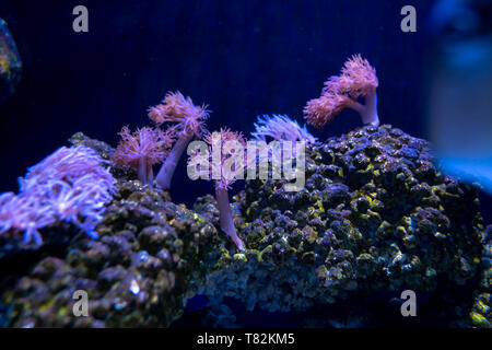 Beautiful sea flower in underwater world with corals  and fish. Stock Photo