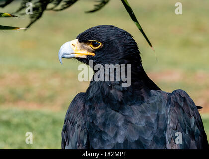 Closeup of a Verreaux's eagle, also known as a Black Eagle. Stock Photo