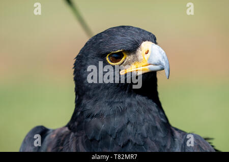 Closeup of a Verreaux's eagle, also known as a Black Eagle. Stock Photo