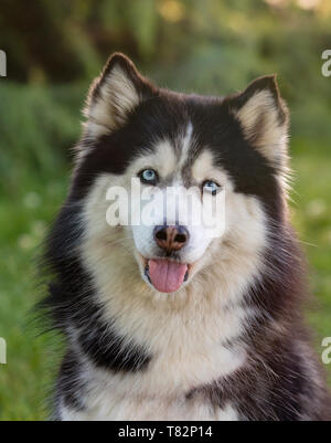 Siberian Husky on the grass in a park Stock Photo