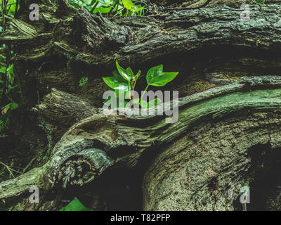 young green branch grows on an old wooden stump, log Stock Photo