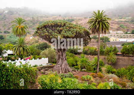 The canarian Dragon tree of Icod de los Vinos, Tenerife, Canary Islands Stock Photo