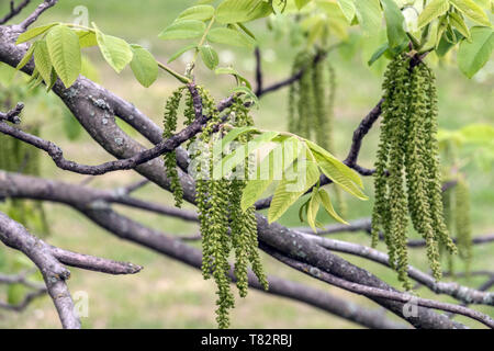 Juglans mandshurica catkins on twig Stock Photo